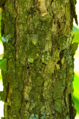 Populus lasiocarpa - topol chlupatý - kůra